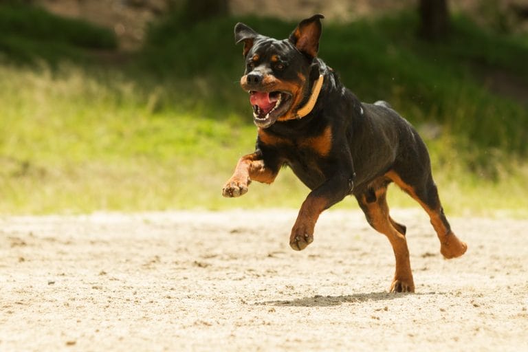 What to Do If a Dog Attacks and How to Prevent It