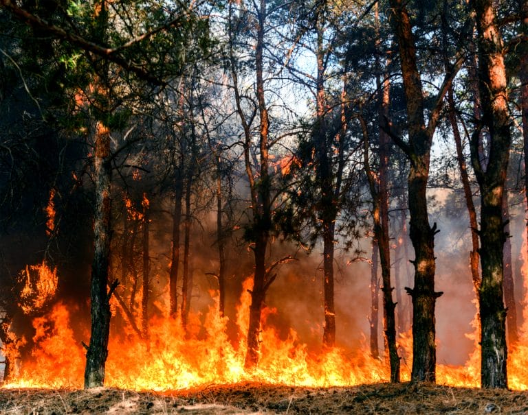Navigating Wildfire Litigation in LA: Understanding Your Rights and Option
